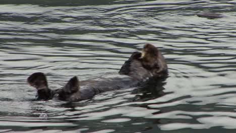 cute sea otter rolling in the ocean water