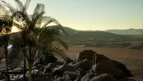 palms-in-desert-at-sunset