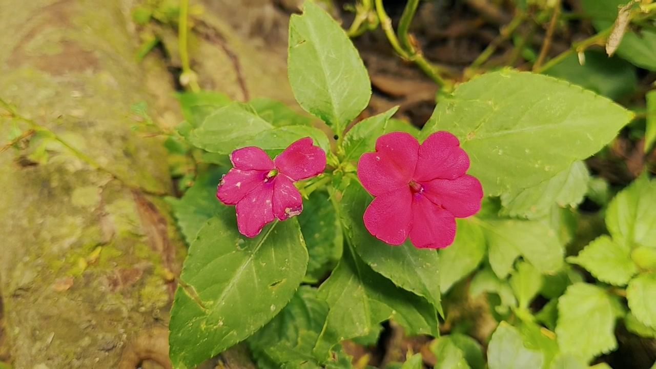 Due vivaci fiori di Impatiens rosa che sbocciano in un giardino