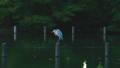 Gran-Garza-Azul-Se-Encuentra-En-El-Poste-De-Madera-Acicalándose-Plumas-En-El-Estanque-En-El-Parque-Senzokuike-En-La-Ciudad-De-Ota,-Tokio,-Japón