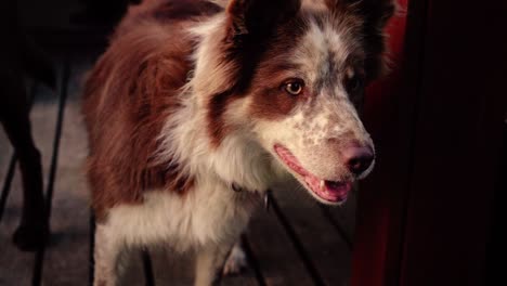 Algunos-Primeros-Planos-Asombrosos-De-Un-Hermoso-Perro-A-La-Luz-Del-Atardecer