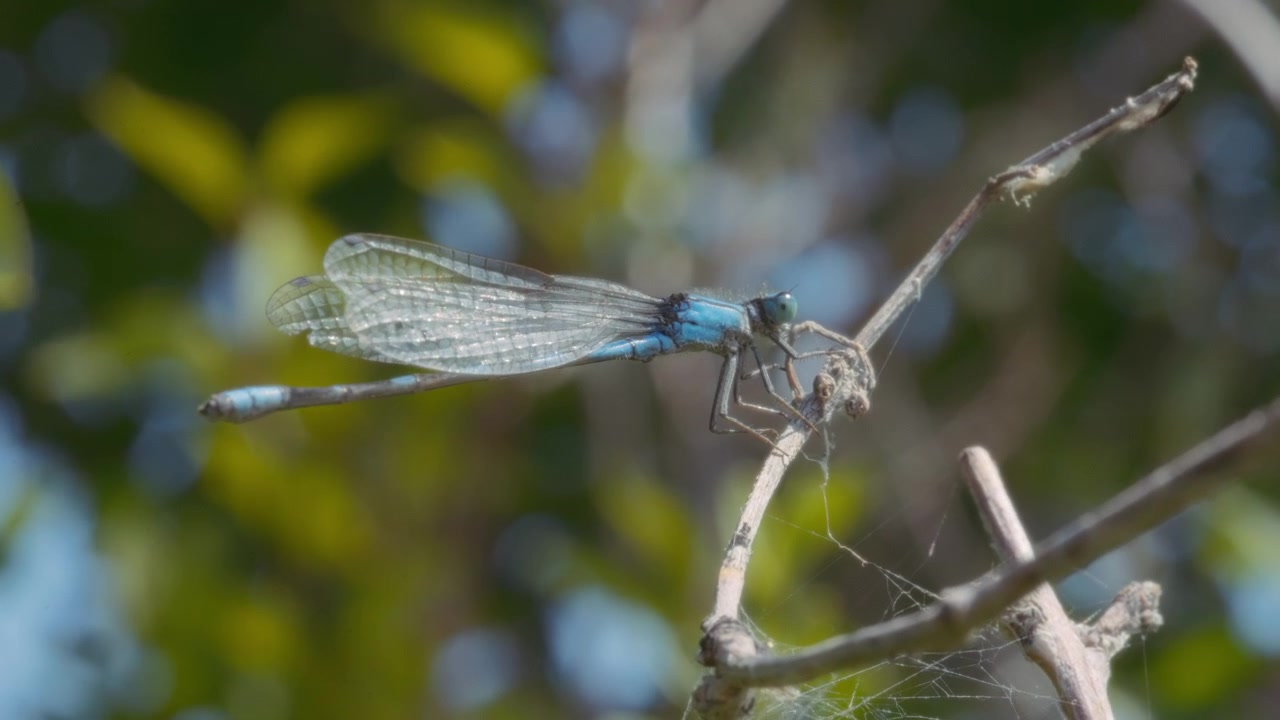 Libellula blu posata su un ramo d'albero