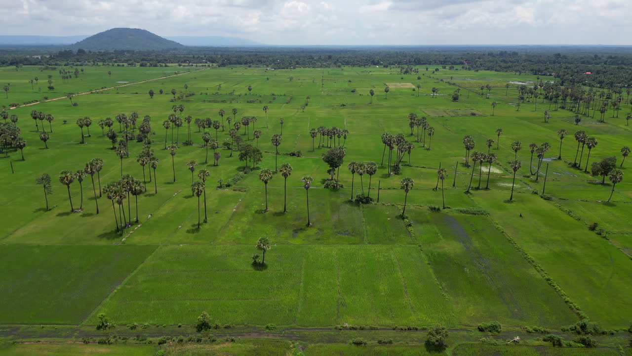 Tall Palm Trees Scattered Through The Rice Fields In Siem Reap Cambodia