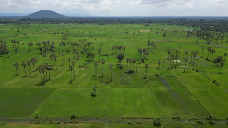 Altas-Palmeras-Esparcidas-Por-Los-Campos-De-Arroz-En-Siem-Reap,-Camboya.