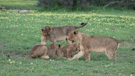 three older lion cubs bullying their younger sibling in botswana