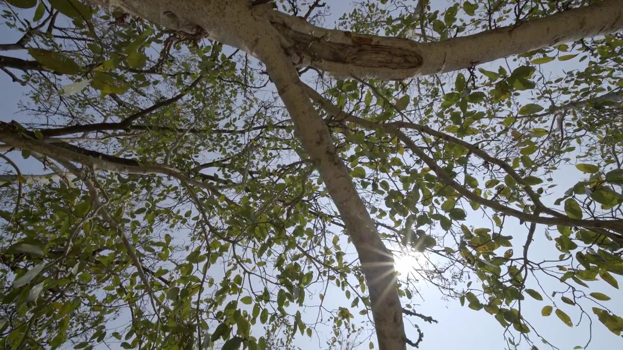 Albero con raggi di sole che filtrano attraverso il fitto fogliame all'alba. Inquadratura dal basso.