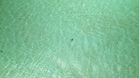 Nylon-Pool-aerial-view-of-a-girl-in-a-bikini-walking-in-the-crystal-clear-pool-on-the-Caribbean-island-of-Tobago