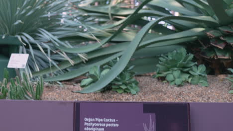 cactus de órgano en jardines junto a la bahía en singapur