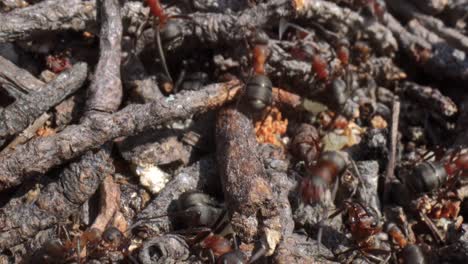 wild ant hill in the forest super macro close-up shot