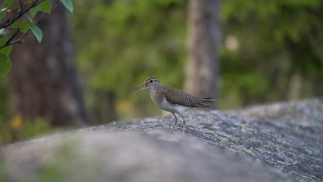 Extreme-close-up-of-a-singing-sandpiper,-handheld-tracking-shot-in-4k