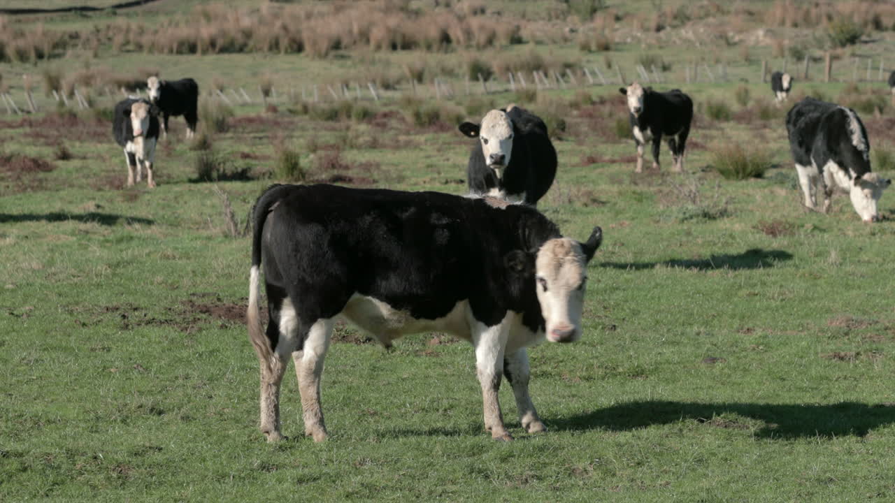 vaca lamiéndose entre la manada