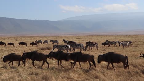 a clip of a herd wildebeest, connochaetes taurinus or gnu marching past zebra, equus quagga formerly burchell's zebra or equus burchelli in the ngorongoro crater tanzania