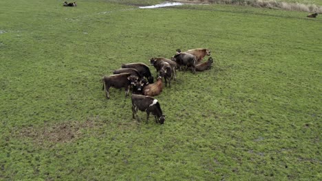 Aerial-static-shot-of-cows-peacefully-grazing-on-green-field