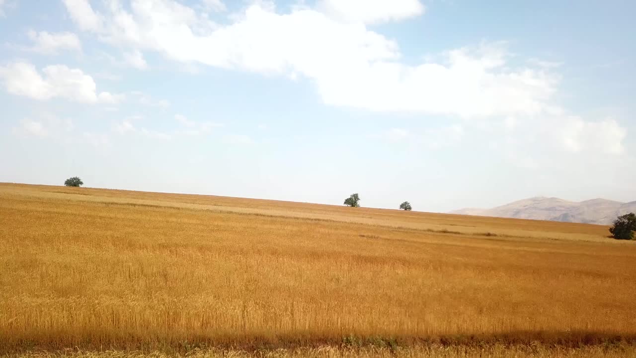 vuelo de baja altura sobre un campo de trigo amarillo con árboles solos y un paisaje de cielo azul parcialmente nublado