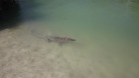 big crocodile on sandbar in brackish mangrove lagoon in the sunshine