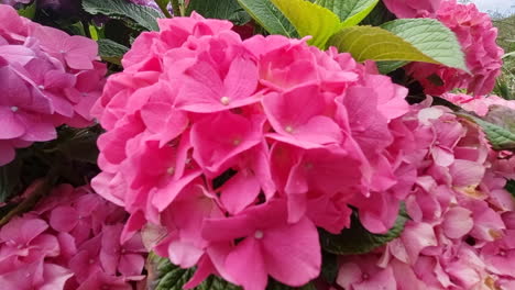 hydrangea macrophylla