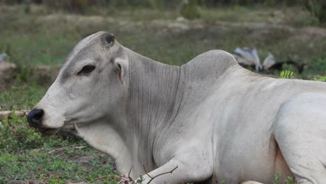 Vaca-Descansando-En-El-Suelo