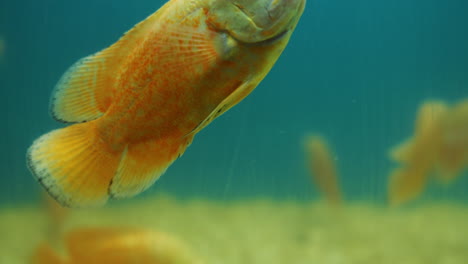 A beautiful golden fish is playing inside an aquarium. Smooth static Shot