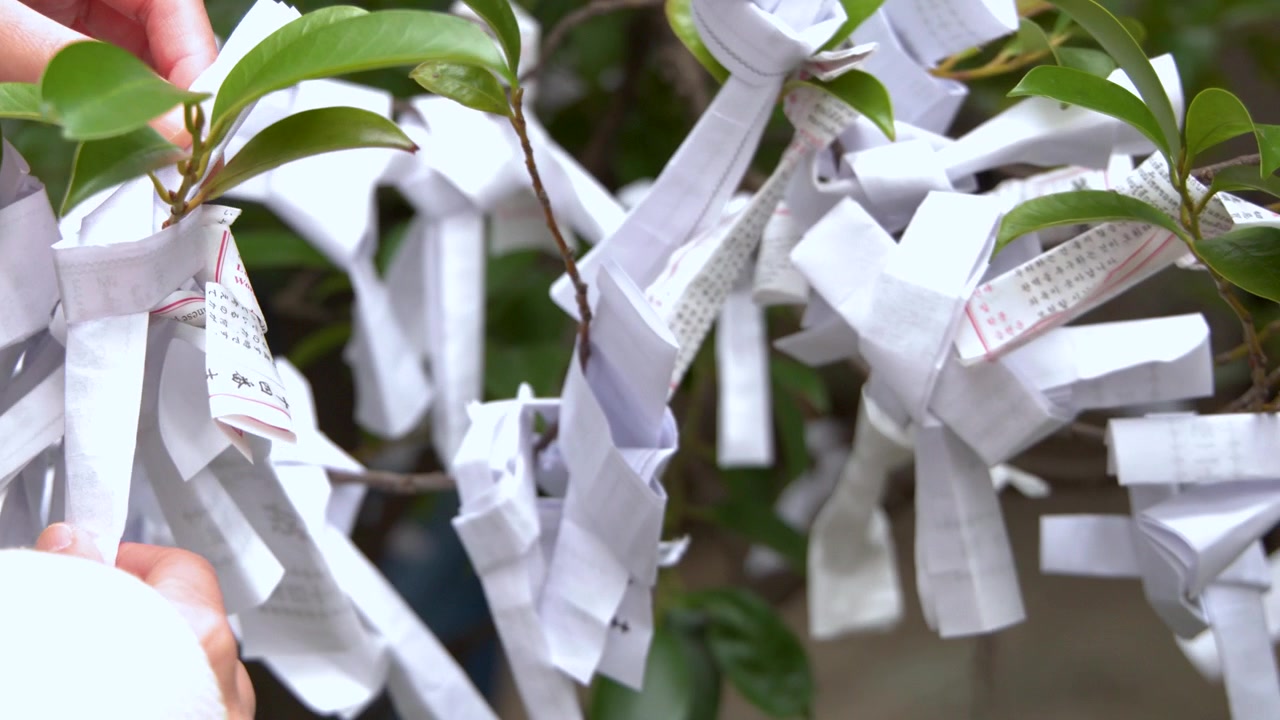 Primo piano di mani che legano biglietti della fortuna di carta bianca a un ramo in un santuario giapponese
