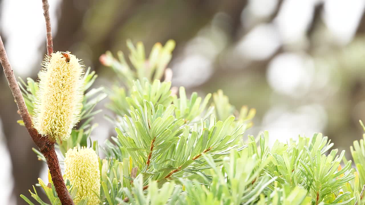 Close-up of a bottlebrush tree with vibrant yellow flowers and green foliage, captured in natural daylight along Great Ocean Road