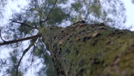 Rough dry tree texture with leaves and branches in a sunny day