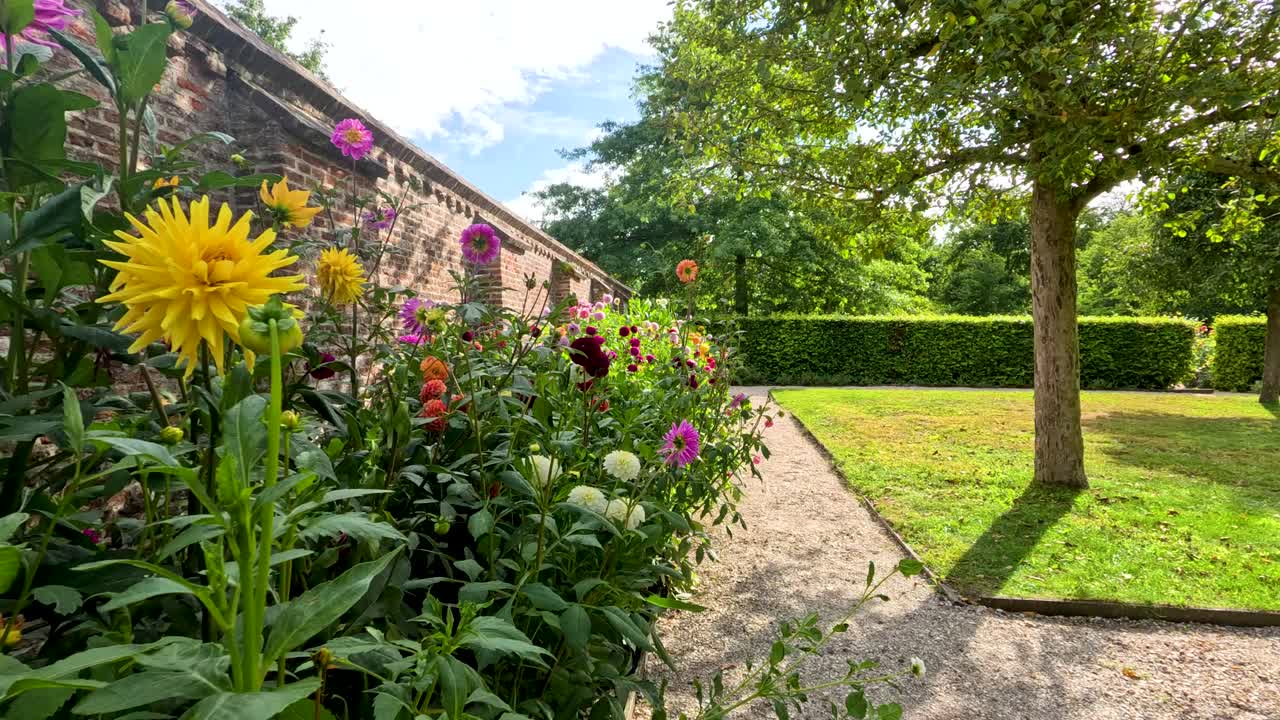 Camera glides past vibrant dahlia flowerbed and brick wall in a sunlit botanical garden