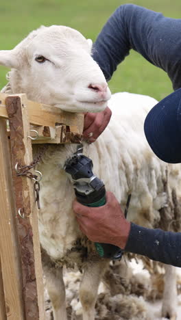 Professional farmer shearing the wool from sheep. Farming shearer cutting sheep`s wool. Vertical video