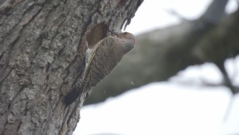 snow falls on a perched northern flicker, bird of woodpecker family in north america