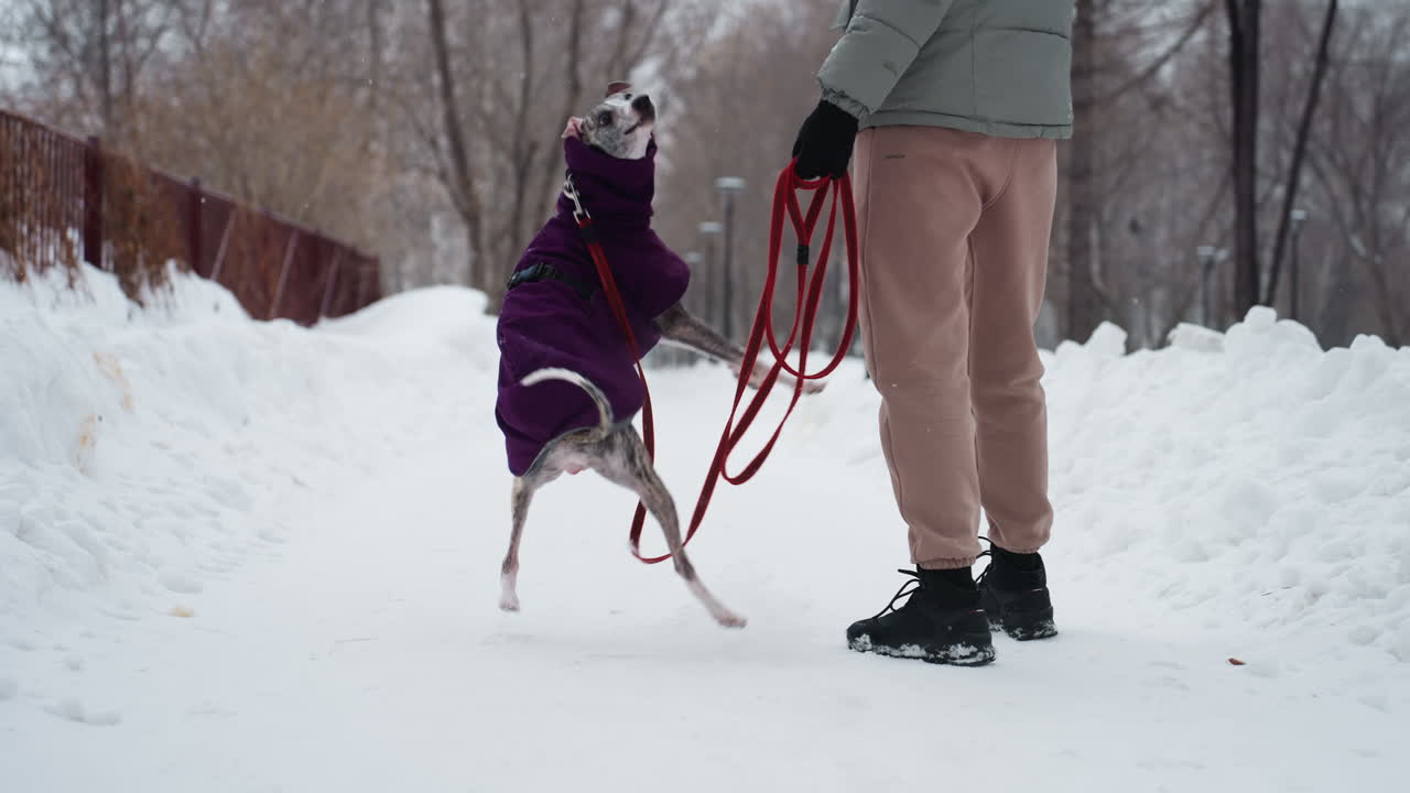 Dog owner standing on snowy winter path holding red leash while dog in purple coat stands close, leash hanging loosely, calm moment captured in outdoor setting with snow-covered trail and bare trees