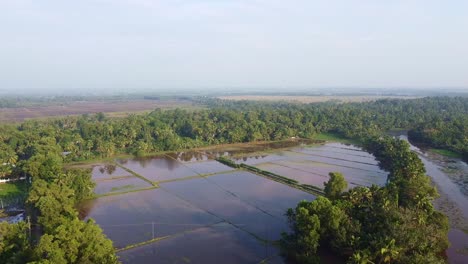 Campos-De-Arroz-En-Asia,-Bordes-De-Campos,-Tierra-Preparada-Para-El-Cultivo,-El-Campo-Ha-Sido-Arado-Y-Regado-Para-El-Cultivo,-Toma-De-ángulo-Alto,-Toma-Aérea