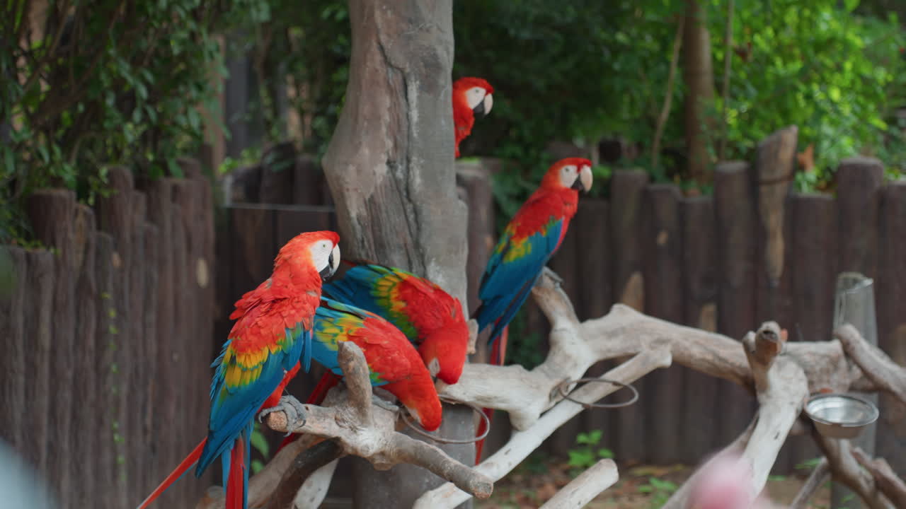 Scarlet macaws flock perched on branches, vibrant red blue green plumage contrasts with wooden fence and leafy backdrop, birds preening and interacting in energetic social display, tropical aviary