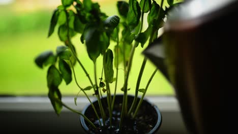 planta de albahaca en el alféizar de la ventana siendo regada