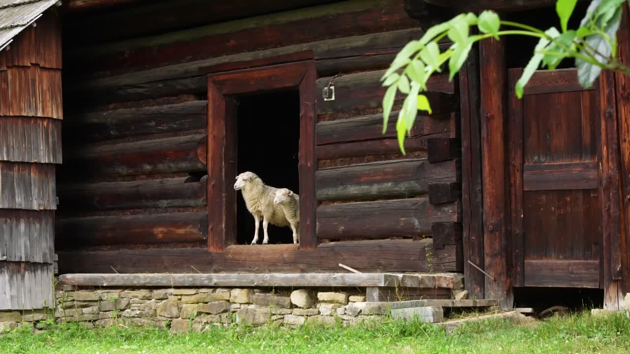 una oveja grande y una oveja pequeña asoman la cabeza por la puerta de un granero de madera en una granja tranquila en cámara lenta