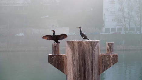 Großer-Kormoran,-Der-Seine-Flügel-Trocknet,-Während-Ruderer-Hinten-Vorbeikommen,-In-Lyon,-Frankreich