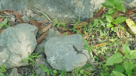 lagarto furtivo huyendo de la piedra hacia la hierba