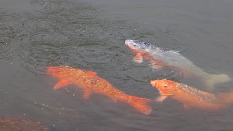 colorful koi fish moving in clear water