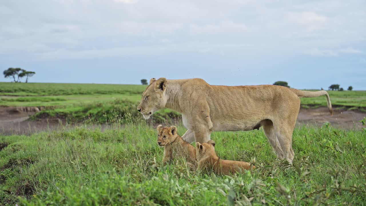 slow motion trots van leeuwen en welpen, leeuwin en leeuwenwelpen in tanzania in serengeti national park in afrika, breedhoek opname in afrikaans landschap landschap op afrikaanse dieren wildlife safari