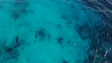 delfines en kitebeach atlantis, bonaire