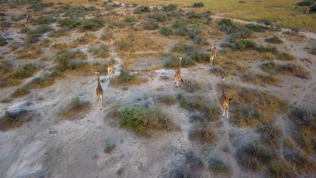 Aerial view of giraffes (Giraffa camelopardalis) running and foraging across open Ugandan savanna, their group behavior and habitat revealed by drone above sparse grassy terrain in Africa