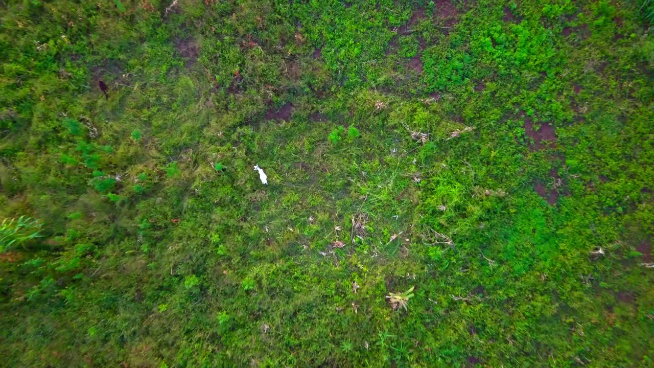 Aerial view capturing a white goat grazing in the Nile River's source area in Jinja, Uganda, surrounded by lush green vegetation and local wildlife