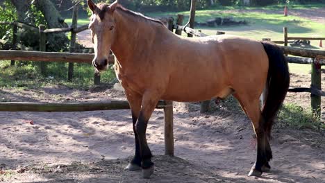 caballo marrón claro de pie y moviendo su cola luego se da la vuelta y se aleja