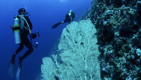 two scuba divers drift on a coral reef in the ocean