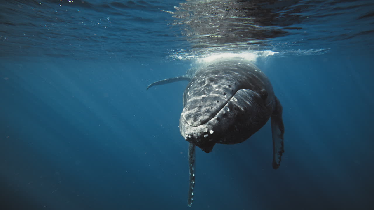 Humpback whale turns head to face sunlight glistening rays in ocean column, meeting divers fins