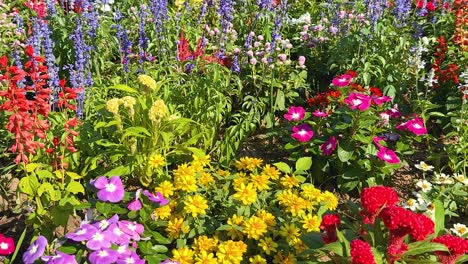 colorful flowers bloom in a lush garden