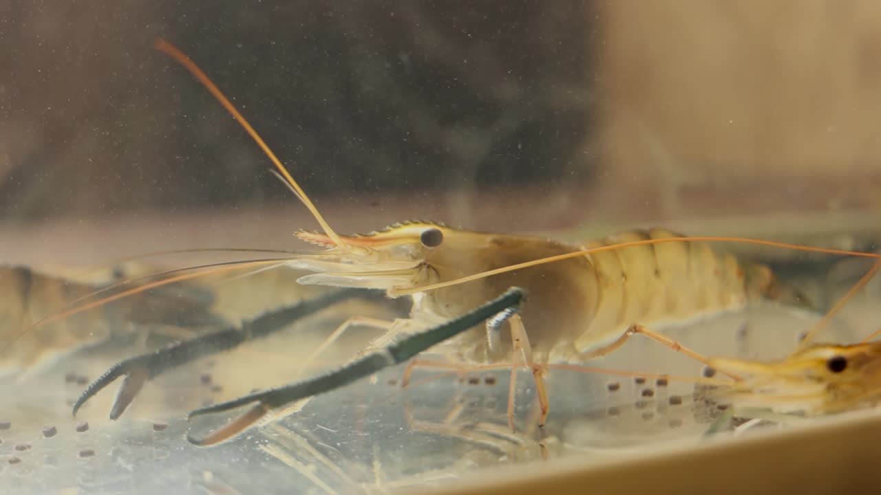 수족관 에 있는 새우 의 클로즈업