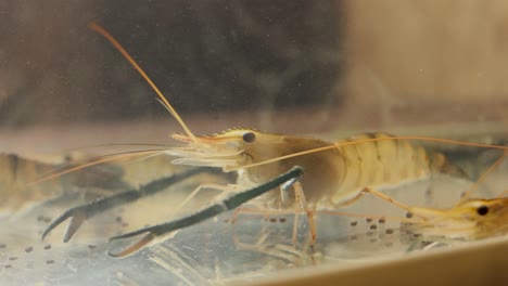 primer plano de un camarón en un acuario