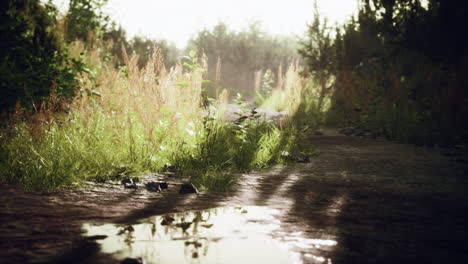 dirt-country-road-in-the-field-in-autumn-on-a-sunny-day