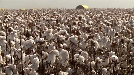 Plantas-De-Algodón-En-Plantaciones-Industriales-De-Algodón-Que-Soplan-Ligeramente-Contra-El-Viento