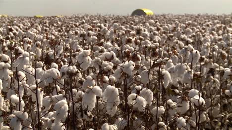 plantas de algodón en plantaciones industriales de algodón que soplan ligeramente contra el viento
