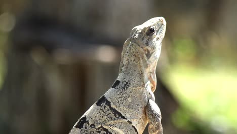 伊瓜納 (iguana) 10個國家